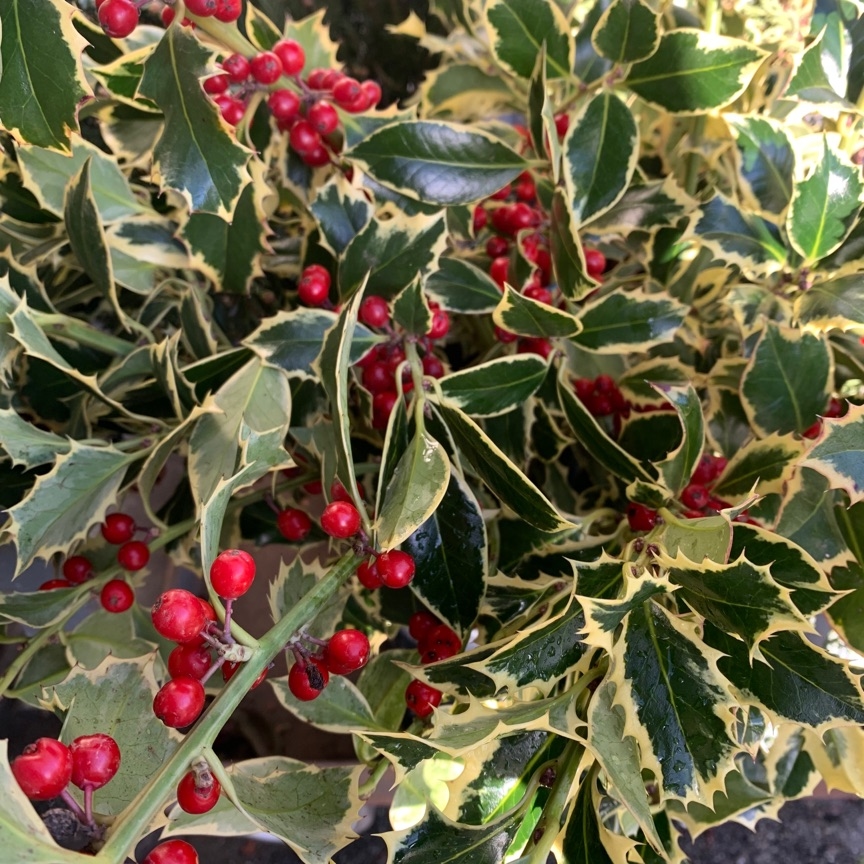 Specials campaign image for Emilia Flowers