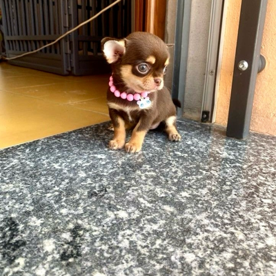 Chihuahua Puppies For Adoption logo