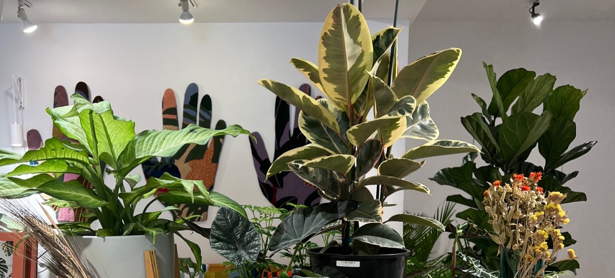Plants by Rare Device banner