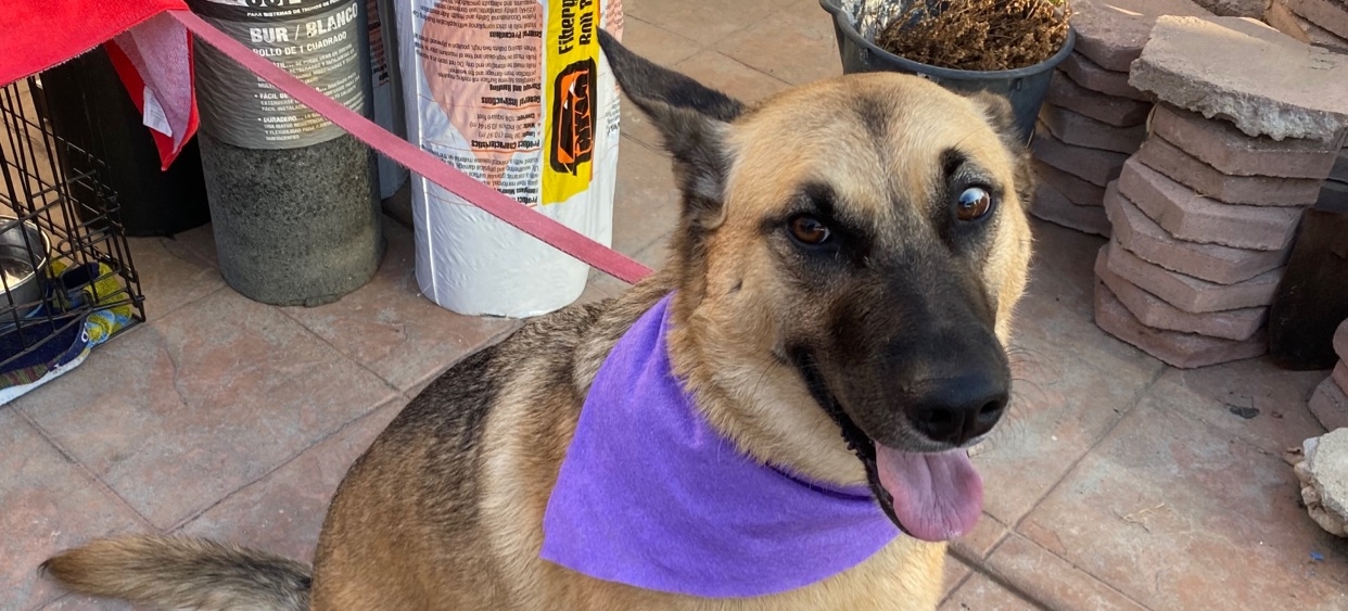 Jennie's Corner Dog Services banner