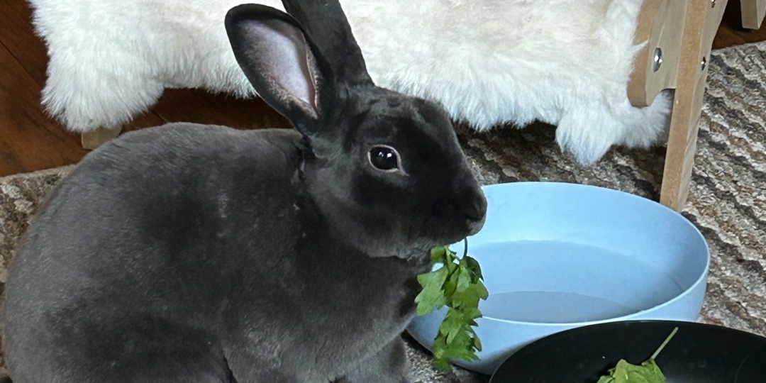 Carolyns Pet Sitting banner