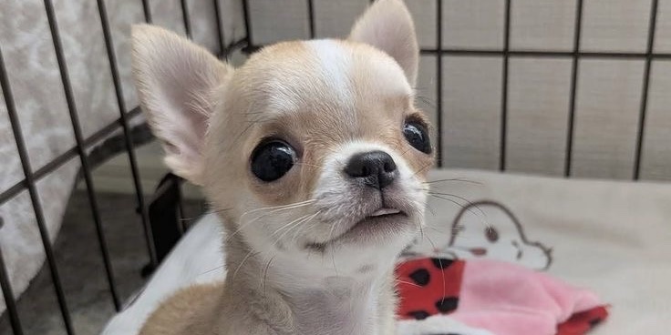 Chihuahua Puppies For Adoption banner